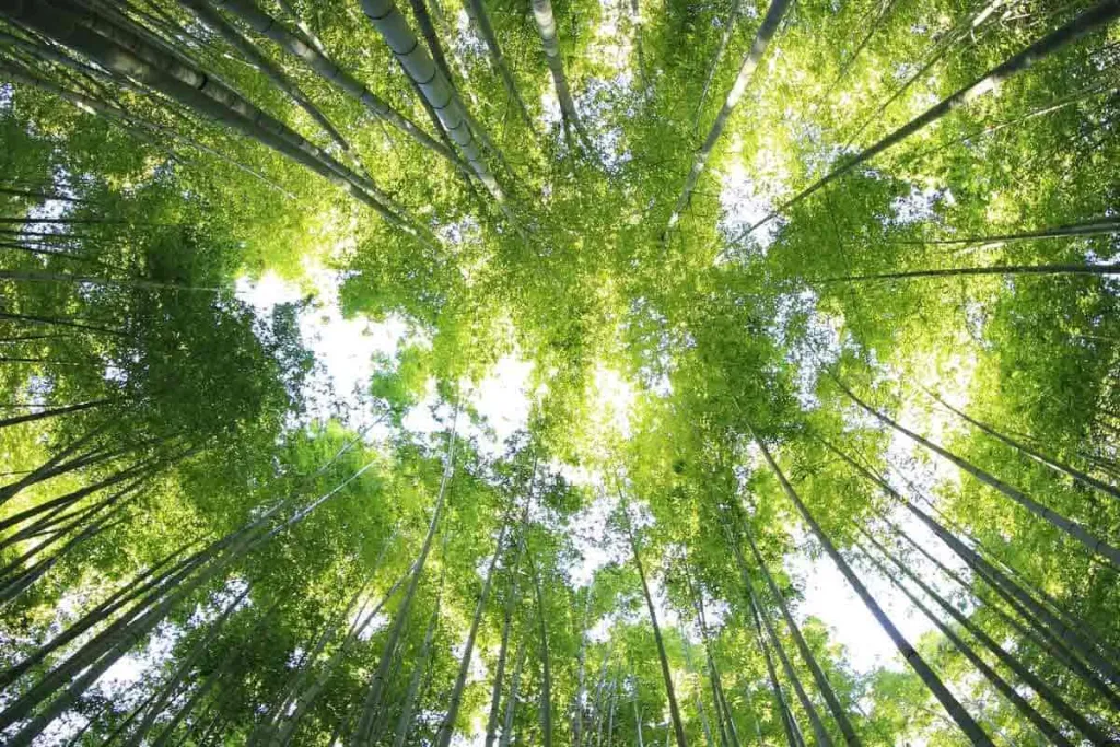 Cosa significa Forest Stewardship Council o FSC? Ecco come ottenere la certificazione