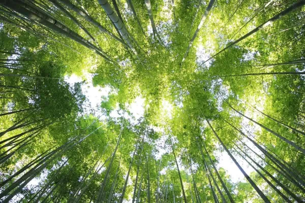 Cosa significa Forest Stewardship Council o FSC? Ecco come ottenere la certificazione
