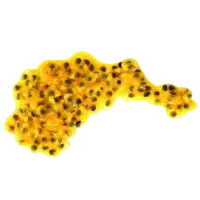 Immagine di esempio scarto organico