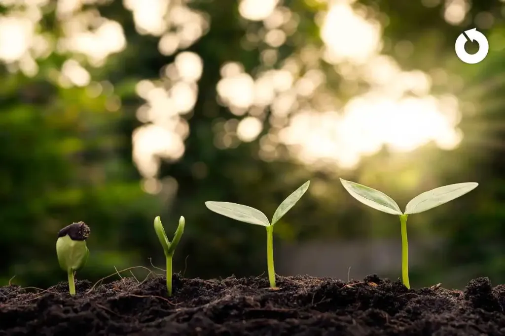 Image depicting plant shoots that are growing