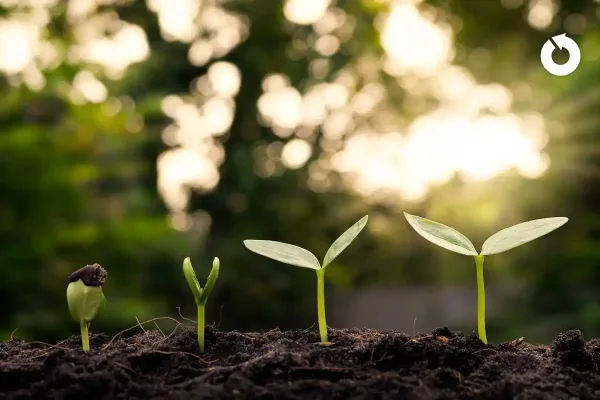 Image depicting plant shoots that are growing